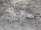 Found budgie