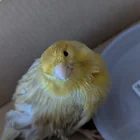 Found bird