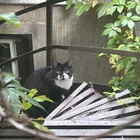 Found Cat in Le Plateau-Mont-Royal