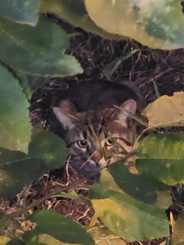 Found cat