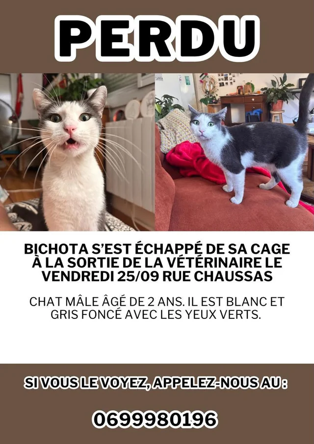 Lost Cat in Toulouse