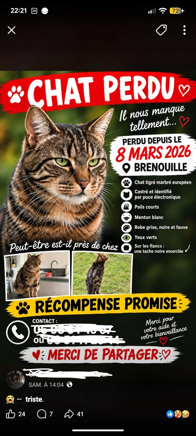Lost Cat in Brenouille