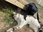 Found cat