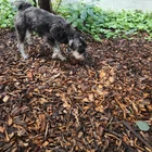 Found dog
