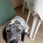 Lost Dog in Villandraut
