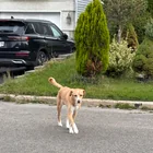 Found dog
