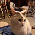Lost Cat in Tournefeuille