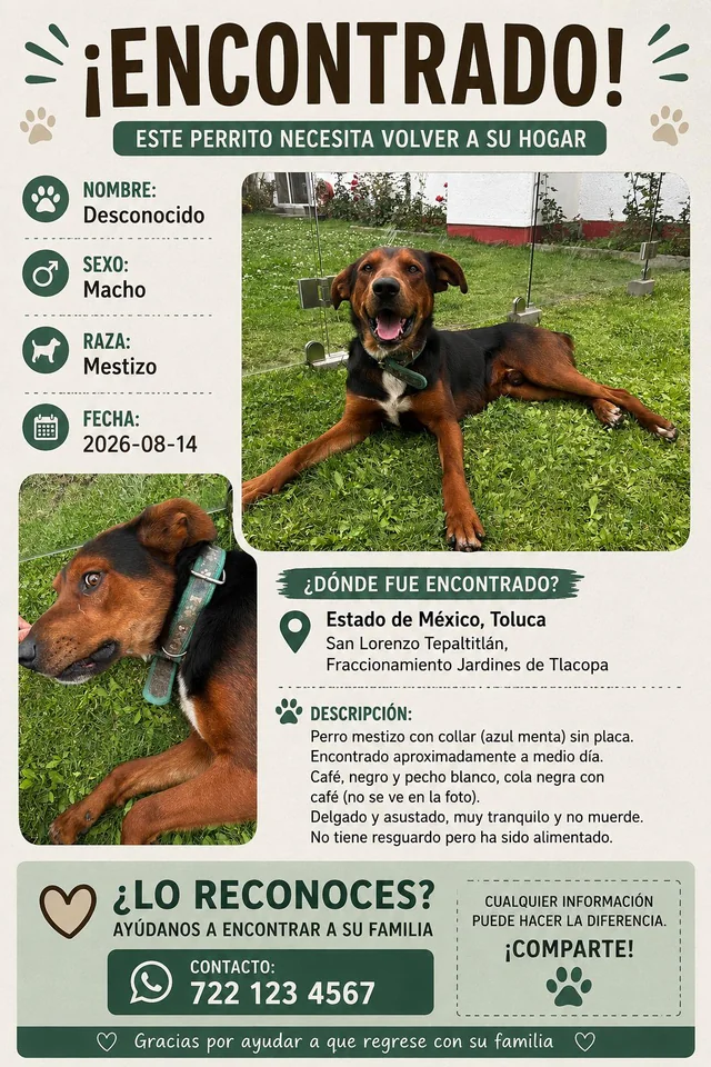 Found Pet in Estado De MéXico