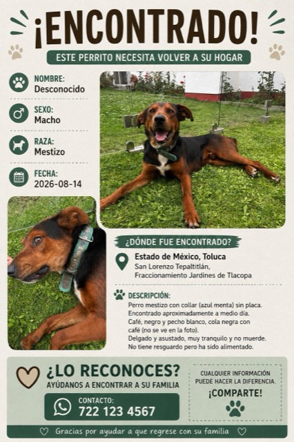 Found Pet in Estado De MéXico