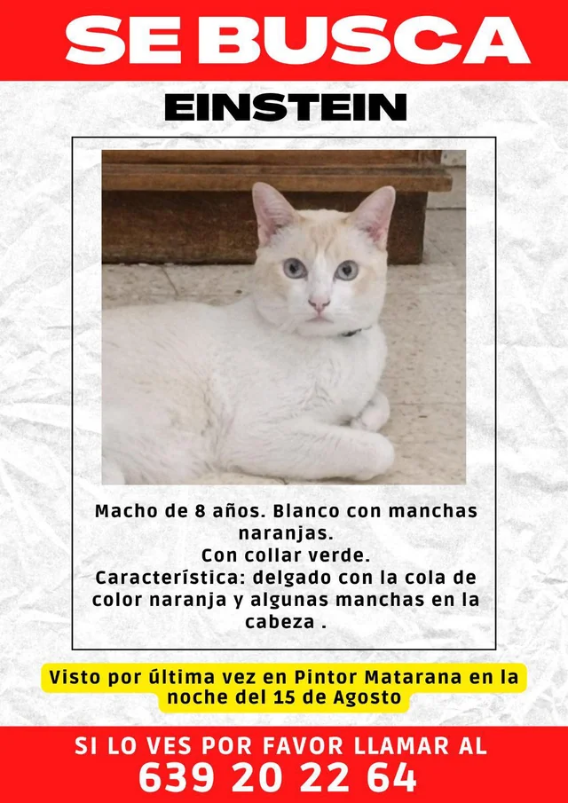 Lost Cat in Valencia