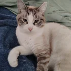 Lost Cat in Domaine Howard