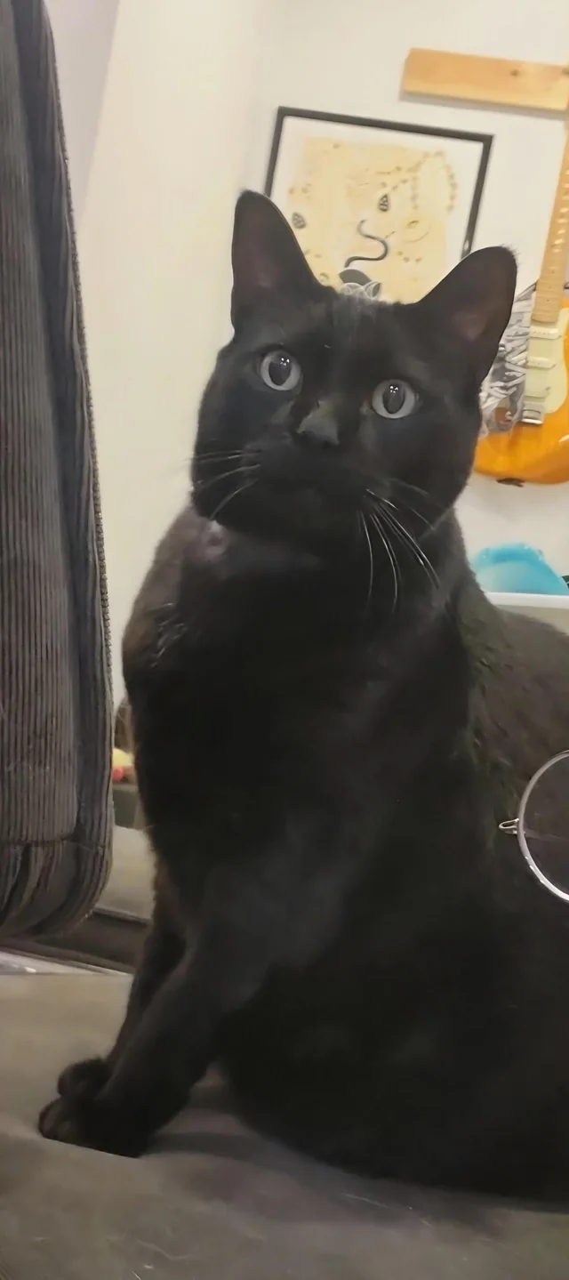 Lost Cat in Rosemont