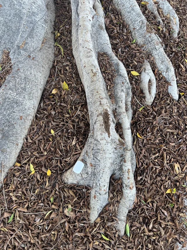 Found airpods