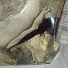 Found Fish in Atlanta