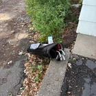 Found Golf Clubs in Saint Paul