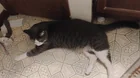 Found cat