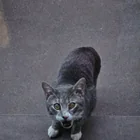 Found cat
