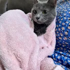Found cat