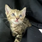 Found Cat in Tulsa