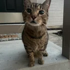 Found cat
