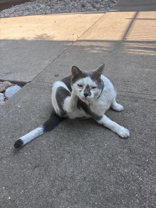 Found cat