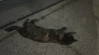 Found cat