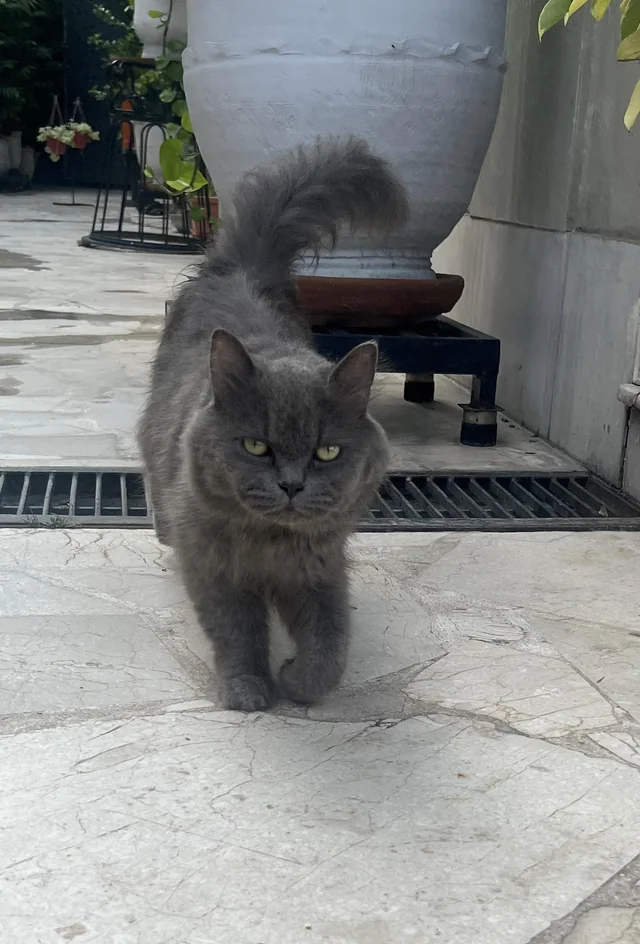 Found cat