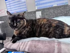 Found cat