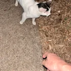 Found cat