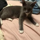 Found cat