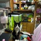 Matching item