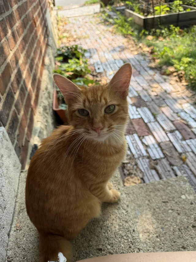 Found cat