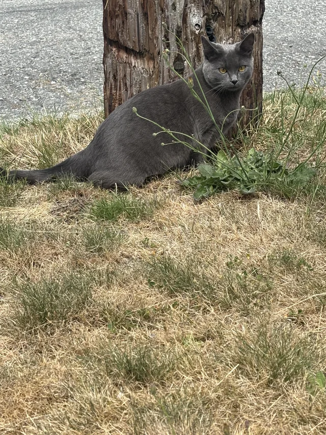 Found cat