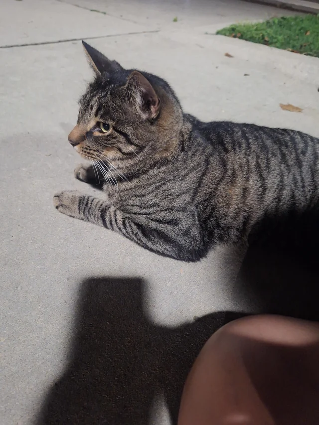 Found cat