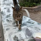 Found cat