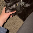 Found cat