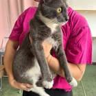 Found cat