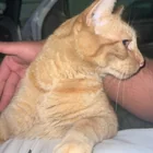 Found cat