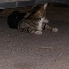Found cat