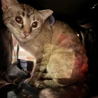 Found cat