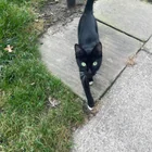 Found cat