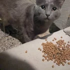 Found cat