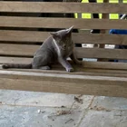 Found Cat in Memphis