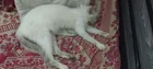 Found Cat in India