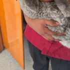 Found cat