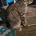 Found Cat in Lansing