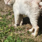Found cat