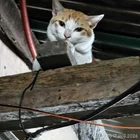 Found Cat in Taguig