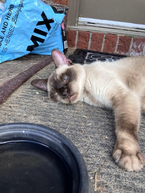 Found cat