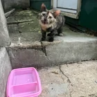 Found cat